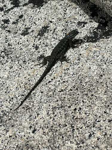 iNaturalist observation photo of Western Fence Lizard