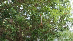 Milionia zonea pryeri