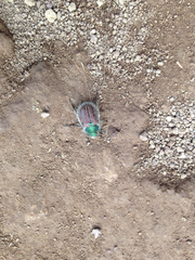 Paracotalpa granicollis