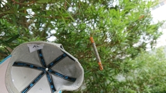 Milionia zonea pryeri