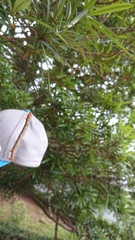 Milionia zonea pryeri