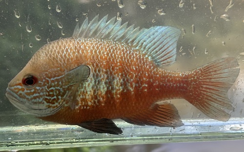 Plains Longear Sunfish, photo 6 of 7
