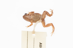 Cophixalus hosmeri