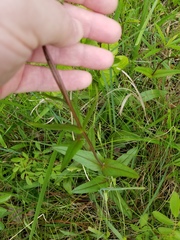 Penstemon laevigatus