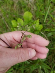 Penstemon laevigatus