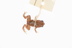 Cophixalus hosmeri