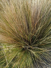 Poa cita