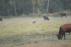 Canis aureus