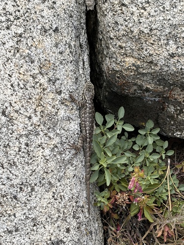 iNaturalist observation photo of Western Fence Lizard