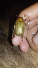 Pelidnota virescens