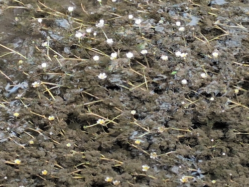 iNaturalist observation photo of buttercups