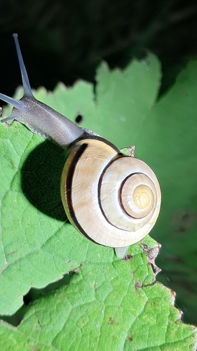 Brown-lipped Snail