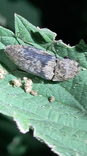 Mottled dingy-brown click beetle