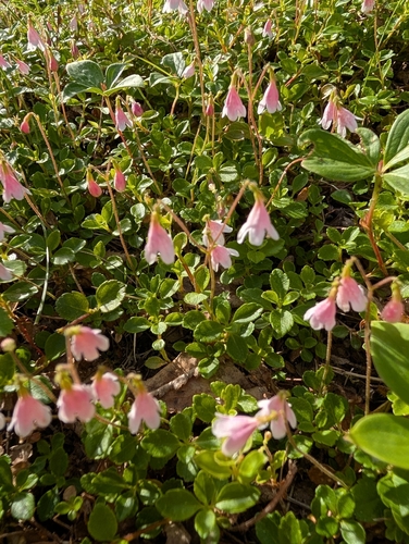 Twinflower