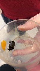 Nicrophorus humator