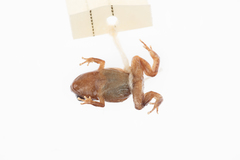 Cophixalus hosmeri