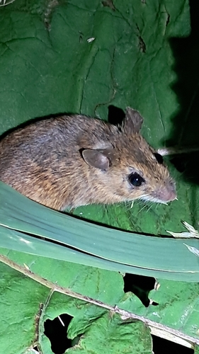 European Wood Mouse