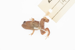 Cophixalus hosmeri