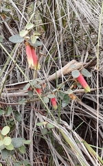 Correa reflexa reflexa