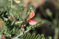 Indigofera pechuelii