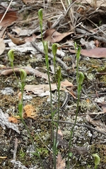 Pterostylis parviflora