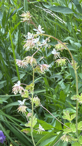 iNaturalist observation photo of Fewflower Meadow-rue