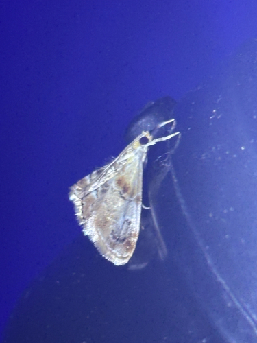 Julia's Dicymolomia Moth