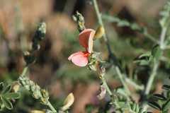 Indigofera pechuelii
