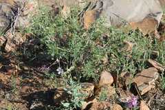 Indigofera pechuelii