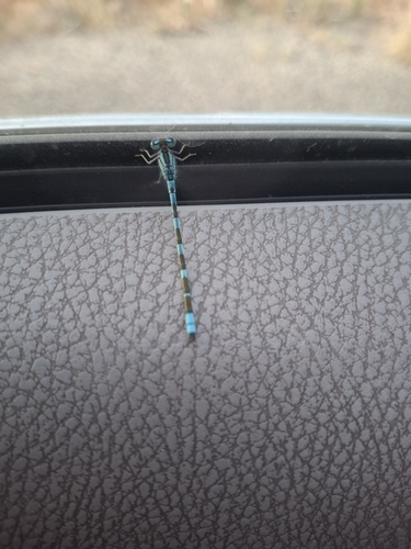 Tule Bluet