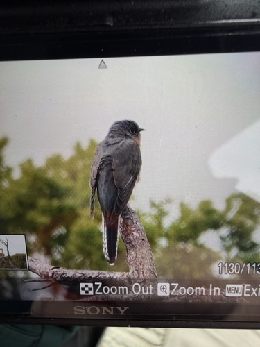 Fan-tailed Cuckoo