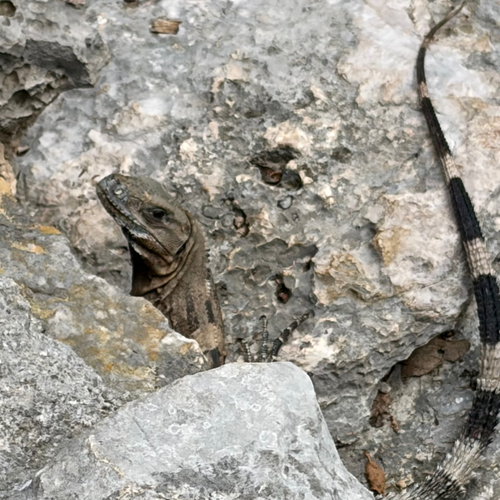 Black Spiny-tailed Iguana