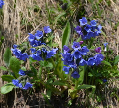 Pulmonaria australis