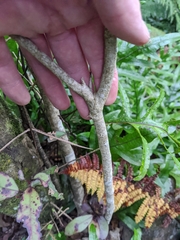 Cephaleuros