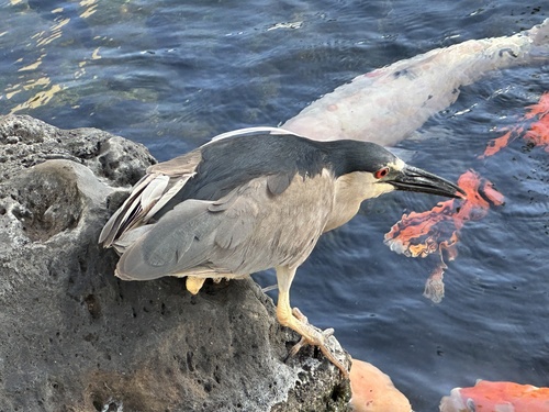 Black-crowned Night Heron
