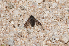 Conophorus fenestratus