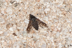 Conophorus fenestratus