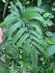 Arachniodes rhomboidea