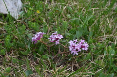 Daphne striata