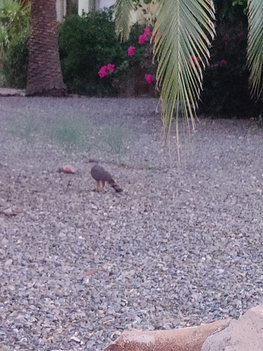 Cooper's Hawk
