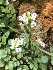 Nasturtium officinale