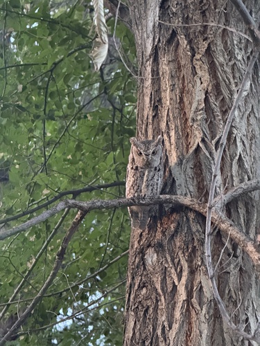 Eastern Screech-Owl