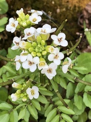 Nasturtium officinale