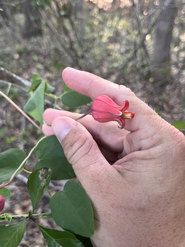 Clematis texensis, photograph 3