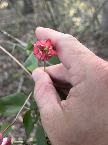 Clematis texensis, photograph 4