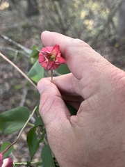 Clematis texensis, photograph (c) Cody Stricker, some rights reserved (CC BY)