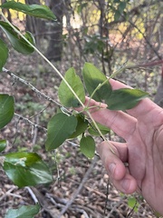 Clematis texensis, photograph (c) Cody Stricker, some rights reserved (CC BY)