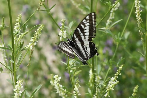 Pale Swallowtail