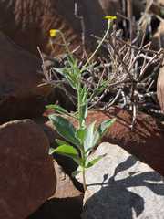 Osteospermum nervosum