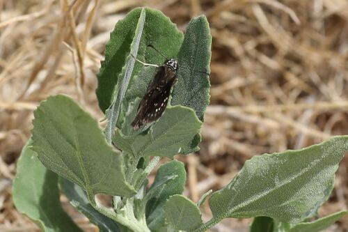 Common Sootywing